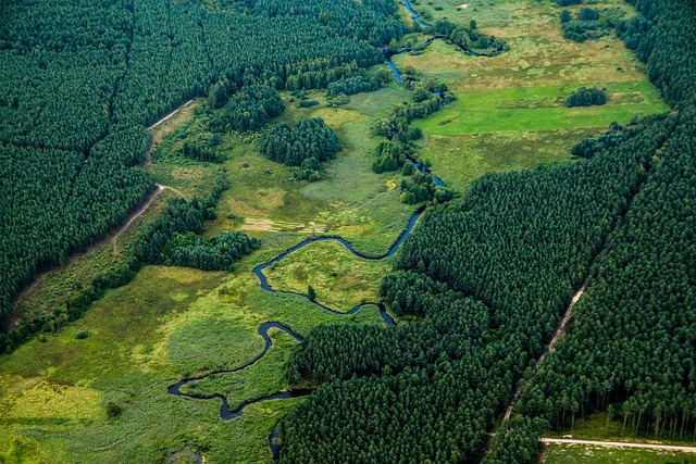 Laurel Forests in Tenerife – Unique Flora and Fauna